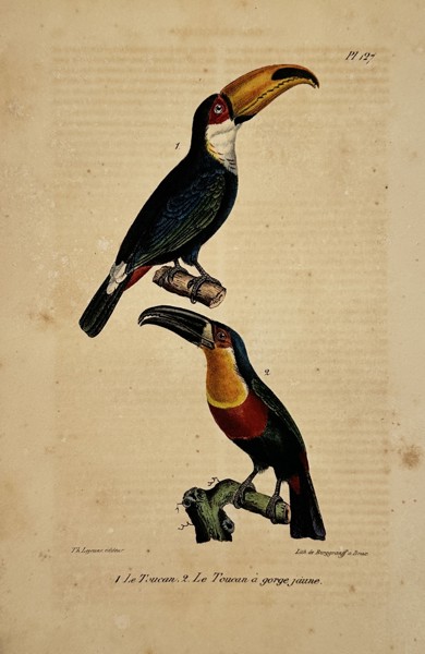 Georges-Louis Leclerc, Comte de Buffon (1707–1788) – Toucan and Yellow-throated Toucan – lithograph (Hand-coloured) (1833–1836)