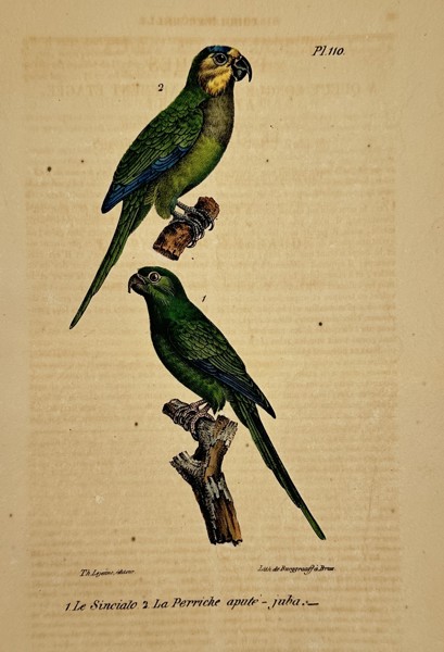 Georges-Louis Leclerc, Comte de Buffon (1707–1788) – Blue-and-Yellow Macaw and Monk Parakeet – lithograph (Hand-coloured) (1833–1836)