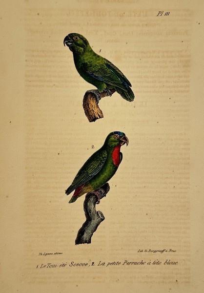 Georges-Louis Leclerc, Comte de Buffon (1707–1788) – Tui Parakeet and Blue-fronted Amazon – lithograph (Hand-coloured) (1833–1836)