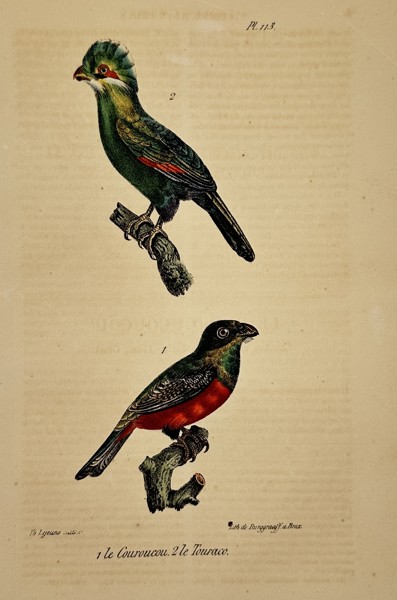 Georges-Louis Leclerc, Comte de Buffon (1707–1788) – Trogon and Turaco – lithograph (Hand-coloured) (1833–1836)