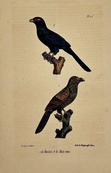 Georges-Louis Leclerc, Comte de Buffon (1707–1788) – Toulou and Tuit-sou – lithograph (Hand-coloured) (1833–1836)