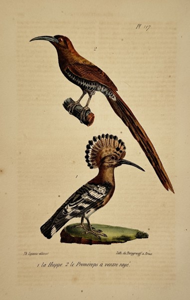 Georges-Louis Leclerc, Comte de Buffon (1707–1788) – Hoopoe and Gurney's Promerops – lithograph (Hand-coloured) (1833–1836)