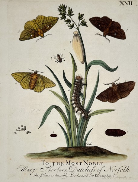 Eleazar Albin (1680-1742) – Various Moths and Caterpillars – Hand-coloured etching (1713)