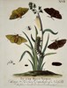 Eleazar Albin (1680-1742) – Various Moths and Caterpillars – Hand-coloured etching (1713)