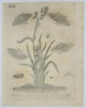Eleazar Albin (1680-1742) – Various Moths and Caterpillars – Hand-coloured etching (1713)