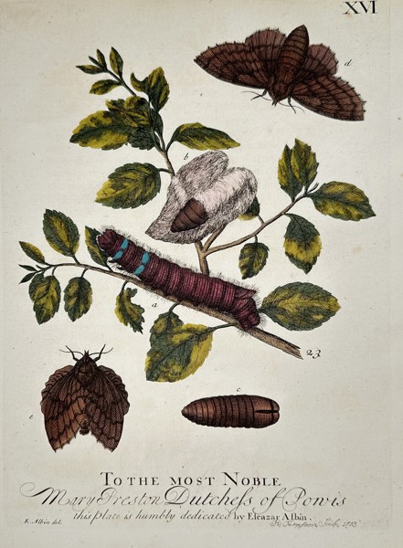 Eleazar Albin (1680-1742) – Studies of Moths and Caterpillars – Hand-coloured etching (1713)