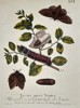 Eleazar Albin (1680-1742) – Studies of Moths and Caterpillars – Hand-coloured etching (1713)