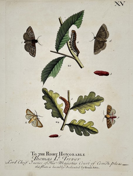 Eleazar Albin (1680-1742) – Studies of Moths and Caterpillars – Hand-coloured etching (1713)