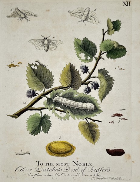 Eleazar Albin (1680-1742) – Studies of the Silkworm and Mulberry – Hand-coloured etching (1713)