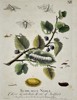 Eleazar Albin (1680-1742) – Studies of the Silkworm and Mulberry – Hand-coloured etching (1713)
