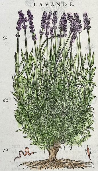Pietro Andrea Mattioli (1501-1577) – Lavender – Woodcut (1572)
