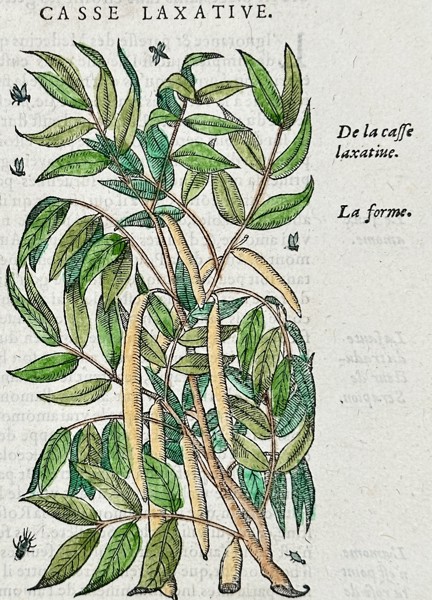 Pietro Andrea Mattioli (1501-1577) – Cassia Fistula – Woodcut (1572)