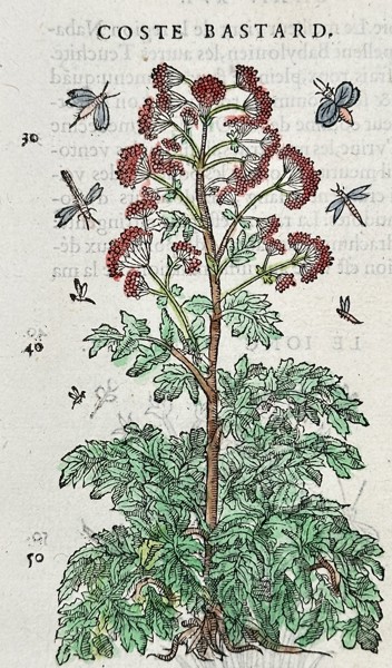 Pietro Andrea Mattioli (1501-1577) – Costus – Woodcut (1572)