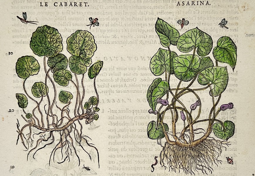 Pietro Andrea Mattioli (1501-1577) – Asarum – Woodcut (1572)