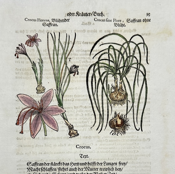 Johann Joachim Becher (1635-1682) - Incunabula, Hand-coloured Woodcut, Botany - Crocus florens - Flowering Crocus