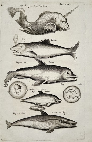 Matthäus Merian the Younger (1621-1687) – Studies of Whales, Narwhals, and Dolphins – engraving (1650)