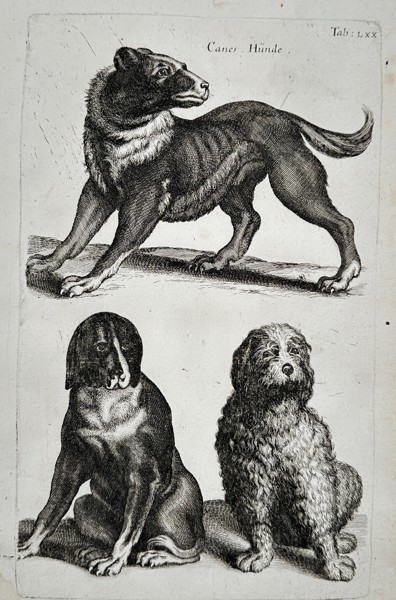 Matthäus Merian the Younger (1621-1687) – Studies of Dogs – engraving (1650)