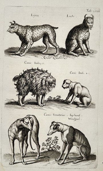 Matthäus Merian the Younger (1621-1687) – Studies of Lynxes and Dogs – engraving (1650)
