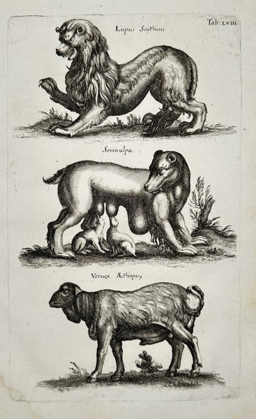 Matthäus Merian the Younger (1621-1687) – Studies of a Wolf, Fox, and Ram – engraving (1650)
