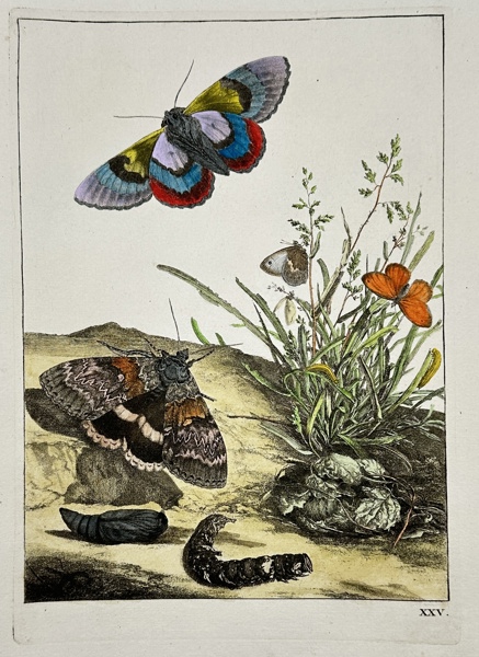 Jacob L' Admiral - Botanical Print - Clifden nonpareil moth, Catocala fraxini, and small heath butterfly, Coenonympha