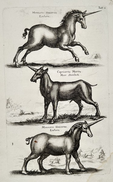 Matthäus Merian the Younger (1621-1687) – Studies of Unicorns – engraving (1650)