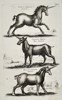 Matthäus Merian the Younger (1621-1687) – Studies of Unicorns – engraving (1650)