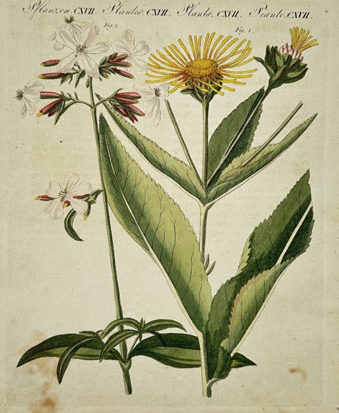 Friedrich Justin Bertuch (1747–1822) – Botanical Study of Elecampane and Soapwort – Engraving (Hand-coloured) (1790–1830)