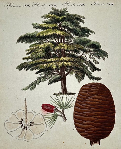 Friedrich Justin Bertuch (1747–1822) – Botanical Study of a Cedar of Lebanon – Engraving (Hand-coloured) (1790–1830)