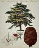 Friedrich Justin Bertuch (1747–1822) – Botanical Study of a Cedar of Lebanon – Engraving (Hand-coloured) (1790–1830)