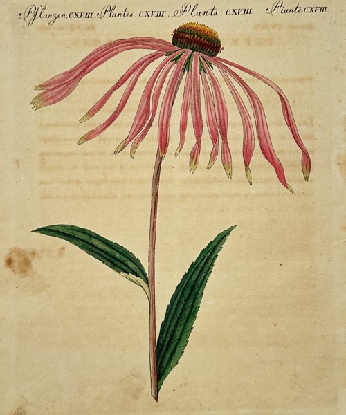 Friedrich Justin Bertuch (1747–1822) – Botanical Study of a Narrow-Leaf Coneflower – Engraving (Hand-coloured) (1790–1830)
