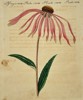 Friedrich Justin Bertuch (1747–1822) – Botanical Study of a Narrow-Leaf Coneflower – Engraving (Hand-coloured) (1790–1830)