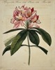 Friedrich Justin Bertuch (1747–1822) – Botanical Study of a Dwarf Rosebay – Engraving (Hand-coloured) (1790–1830)