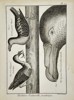 Robert Bénard (1734–1777) – Ornithological Study of Great Petrels and Chinese Diver – Engraving (18th Century)