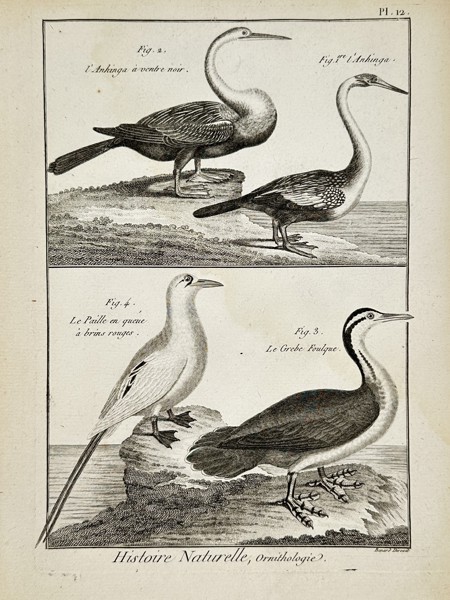 Robert Bénard (1734–1777) – Ornithological Study of Anhingas, Tropicbirds, and Grebes – Engraving (18th Century)
