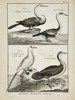Robert Bénard (1734–1777) – Ornithological Study of Anhingas, Tropicbirds, and Grebes – Engraving (18th Century)