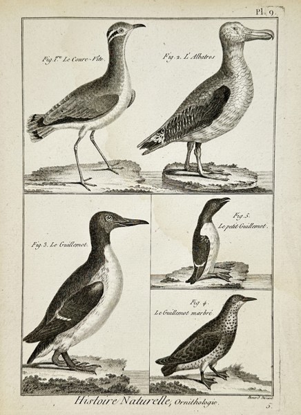 Robert Bénard (1734–1777) – Ornithological Study of Albatross and Guillemots – Engraving (18th Century)