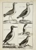Robert Bénard (1734–1777) – Ornithological Study of Albatross and Guillemots – Engraving (18th Century)