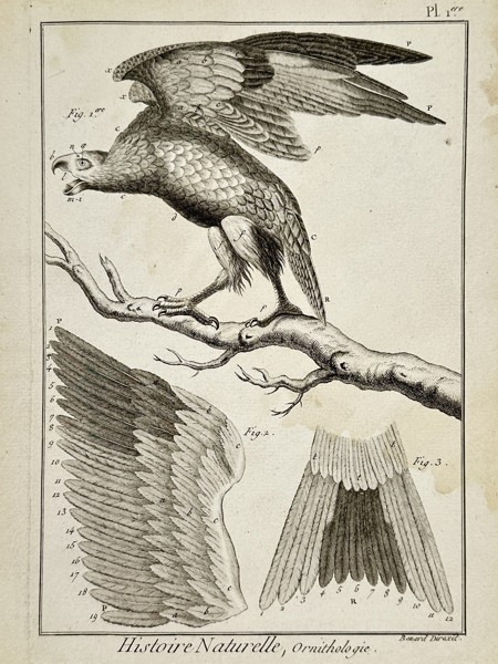 Robert Bénard (1734–1777) – Ornithological Study of an Eagle and Plumage – Engraving (18th Century)