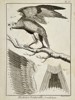 Robert Bénard (1734–1777) – Ornithological Study of an Eagle and Plumage – Engraving (18th Century)