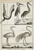 Robert Bénard (1734–1777) – Ornithological Study of Herons and Egrets – Engraving (18th Century)