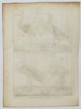 Robert Bénard (1734–1777) – Ornithological Study of Herons and Egrets – Engraving (18th Century)