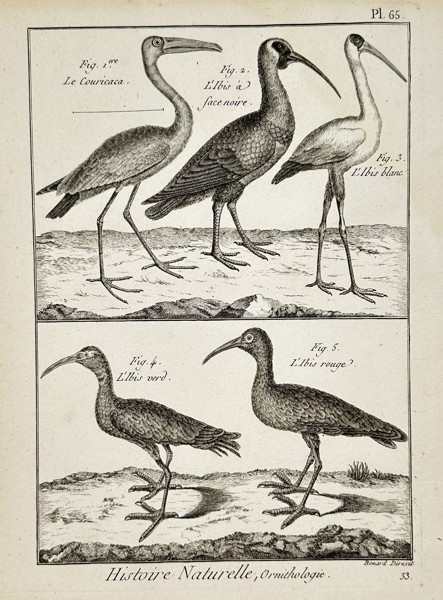 Robert Bénard (1734–1777) – Ornithological Study of Ibises and Couricaca – Engraving (18th Century)