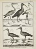 Robert Bénard (1734–1777) – Ornithological Study of Ibises and Couricaca – Engraving (18th Century)
