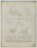 Robert Bénard (1734–1777) – Ornithological Study of Ibises and Couricaca – Engraving (18th Century)
