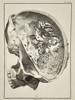 Robert Bénard (1734–1777) – Anatomical Study of a Human Skull – Engraving (18th Century)