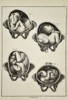 Robert Bénard (1734–1777) – Obstetrical Study of Fetal Positions in the Womb – Engraving (18th Century)