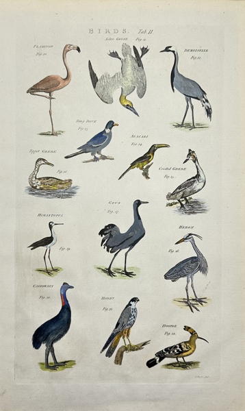 Ephraim Chambers - Hand-coloured Engraving - Bird Prints - Flamingo - Heron - Hobby - Cassowary - - 1786