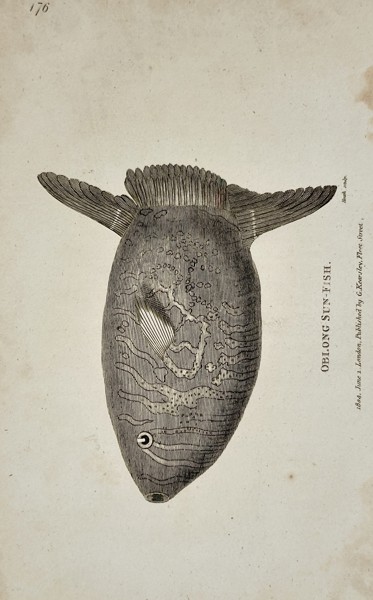 George Shaw (1751–1813) – Oblong Sun-Fish – Engraving (1804)