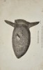 George Shaw (1751–1813) – Oblong Sun-Fish – Engraving (1804)