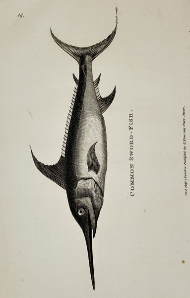 George Shaw (1751–1813) – Common Sword-Fish – Engraving (1803)
